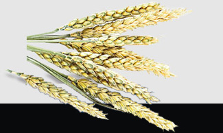 首页| J9集团国际站官方网站