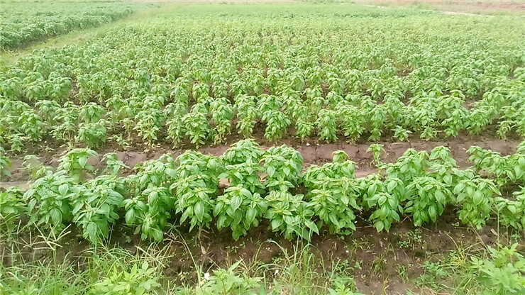 首页| J9集团国际站官方网站